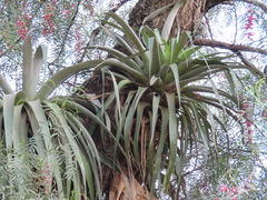 Tillandsia prodigiosa