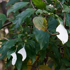 Mussaenda parviflora
