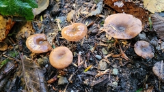 Lactarius carbonicola