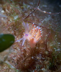 Coryphellina poenicia