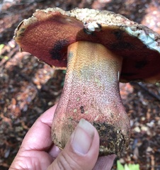 Rubroboletus pulcherrimus