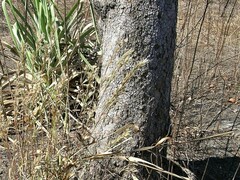 Andropogon gayanus