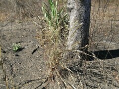 Andropogon gayanus