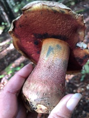 Rubroboletus pulcherrimus