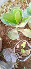 Cotyledon orbiculata