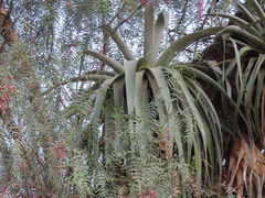 Tillandsia prodigiosa