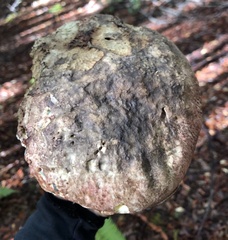 Rubroboletus pulcherrimus