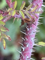 Rosa gymnocarpa