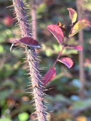 Rosa gymnocarpa