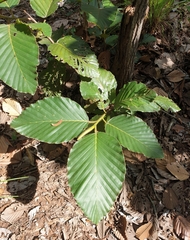 Dipterocarpaceae