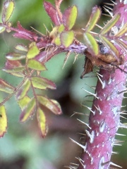 Rosa gymnocarpa