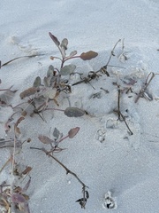 Abronia angustifolia