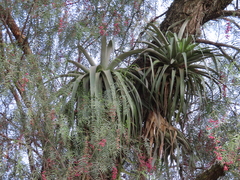 Tillandsia prodigiosa