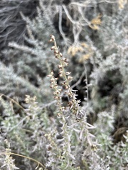 Artemisia tripartita