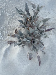 Abronia angustifolia