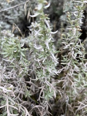 Artemisia tripartita