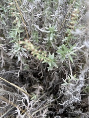 Artemisia tripartita