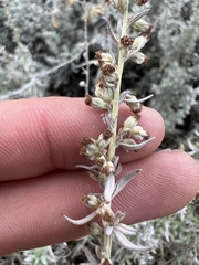 Artemisia tripartita