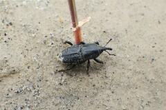Sphenophorus cicatristriatus