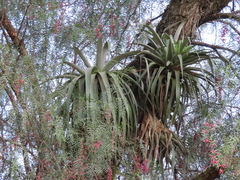 Tillandsia prodigiosa