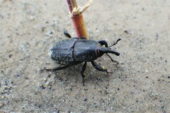Sphenophorus cicatristriatus