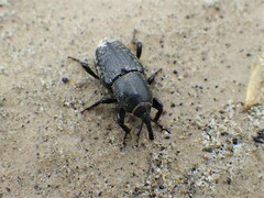 Sphenophorus cicatristriatus