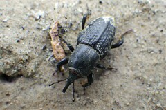 Sphenophorus cicatristriatus