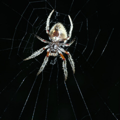 Hortophora
