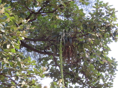 Tillandsia prodigiosa