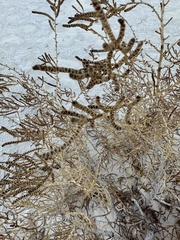 Allenrolfea occidentalis