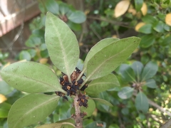 Pittosporum colensoi