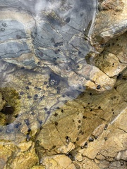 Littorina subrotundata