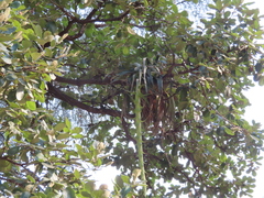 Tillandsia prodigiosa
