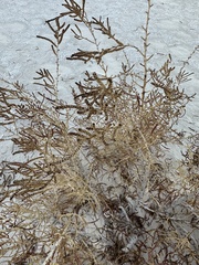 Allenrolfea occidentalis