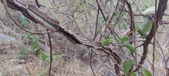 Cissus rotundifolia