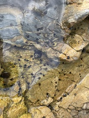 Littorina subrotundata