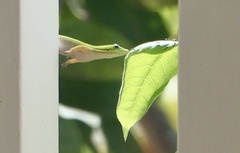 Phelsuma laticauda laticauda