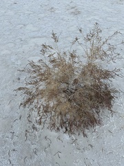 Allenrolfea occidentalis