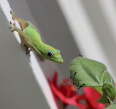 Phelsuma laticauda laticauda