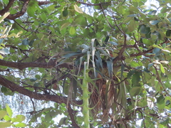 Tillandsia prodigiosa