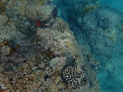 Scarus rubroviolaceus