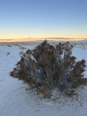 Allenrolfea occidentalis