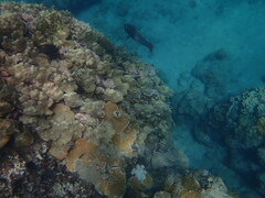 Scarus rubroviolaceus