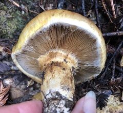 Cortinarius ponderosus