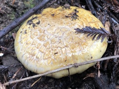 Cortinarius ponderosus