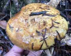 Cortinarius ponderosus
