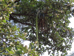 Tillandsia prodigiosa