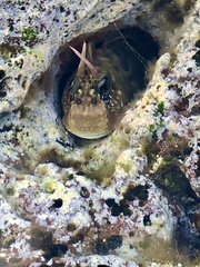 Istiblennius zebra
