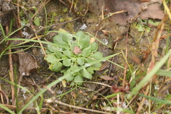 Androsace filiformis