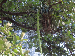Tillandsia prodigiosa